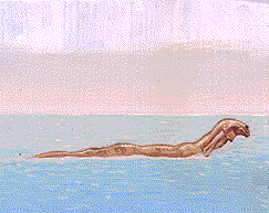 Episode I, Sando Aqua, Brothers Hildebrandt