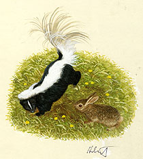 Wonderful Wild Animals - Skunk, Brothers Hildebrandt