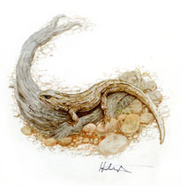 Wonderful Wild Animals - Lizard, Brothers Hildebrandt
