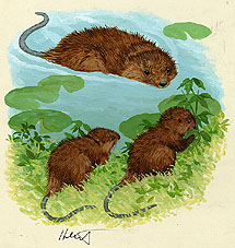 Wonderful Wild Animals, Brothers Hildebrandt