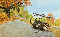 Wonderful Wild Animals - pgs 14-15, Brothers Hildebrandt