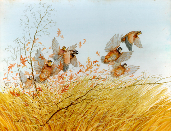 Wonderful Wild Animals - Birds - Holt Reinhart and Winston Reader 1971, Brothers Hildebrandt