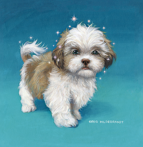 Luke, Shih Zuh puppy, Greg Hildebrandt